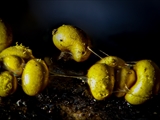 Die Plasmodiocarpien des Schleimpilzes sind ockergelbe, gelbbraune oder olivfarbene, kugelförmig, verkehrt eiförmig, keulenförmig bis leicht länglich, Größe: 0,5 mm bis 0,9 mm.  Sporen olivegelb bis gelb.